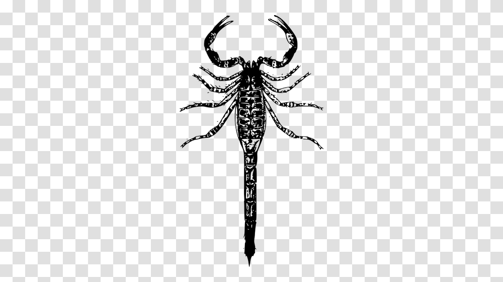 Basic Scorpion Vector Image Scorpion, Gray, World Of Warcraft Transparent Png
