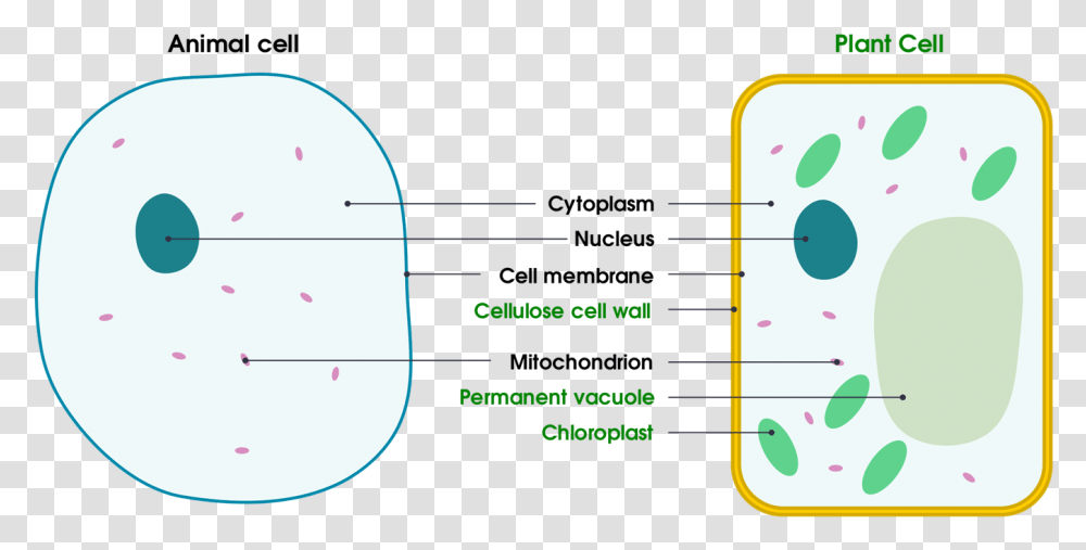 Basic Structure Of Animal And Plant Cells Animal And Plant Cell Background, Plot, Label, Number Transparent Png