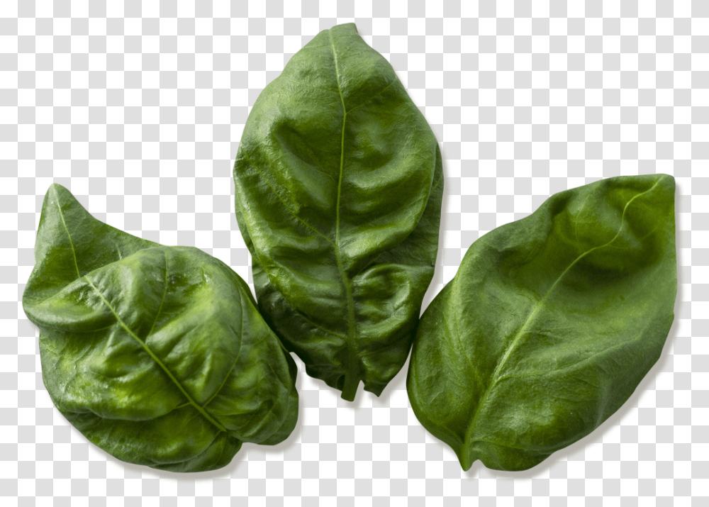 Basil 4oz Spinach, Leaf, Plant, Vegetable, Food Transparent Png