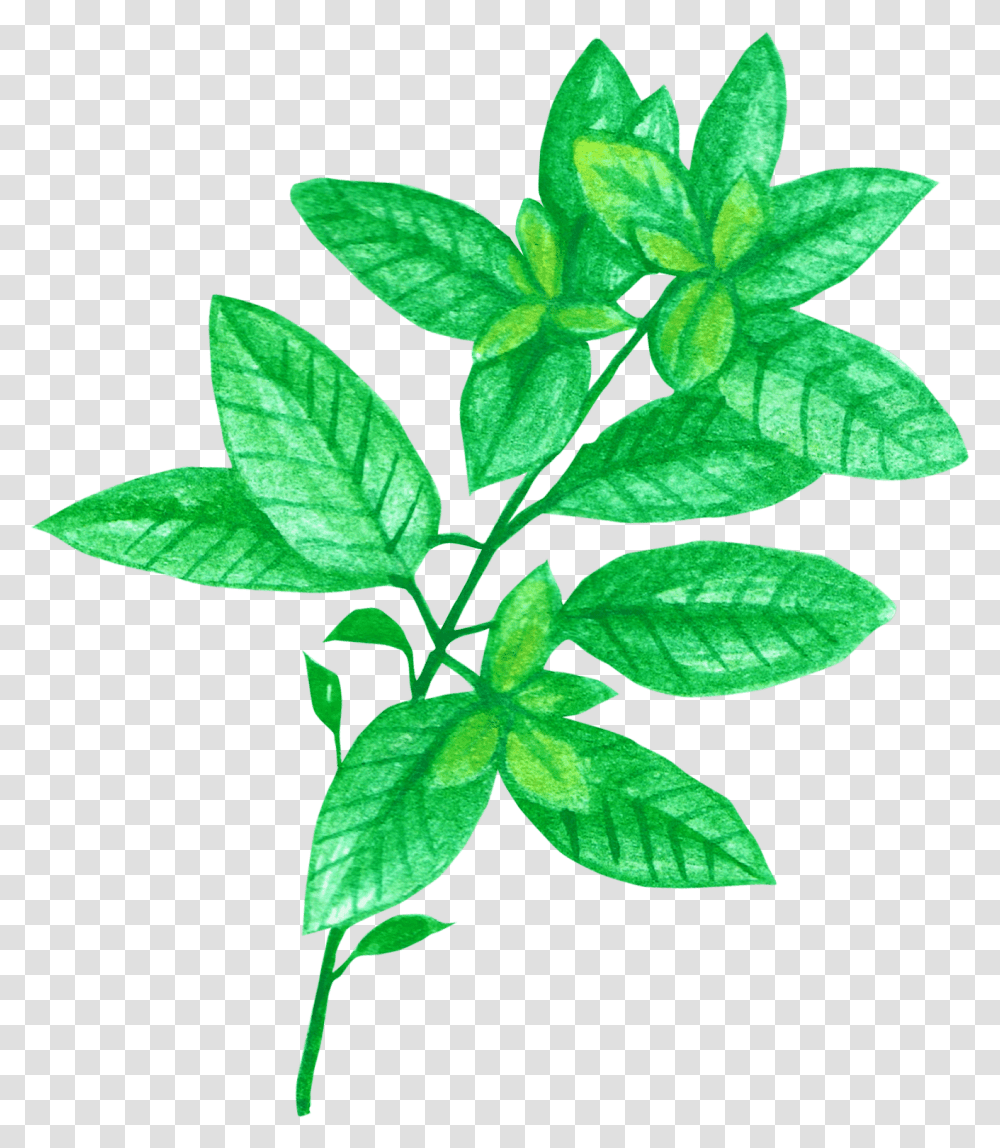 Basil Chrysanthemum Tea For Headache And Stress Chrysanthemum Tea, Leaf, Plant, Annonaceae, Tree Transparent Png