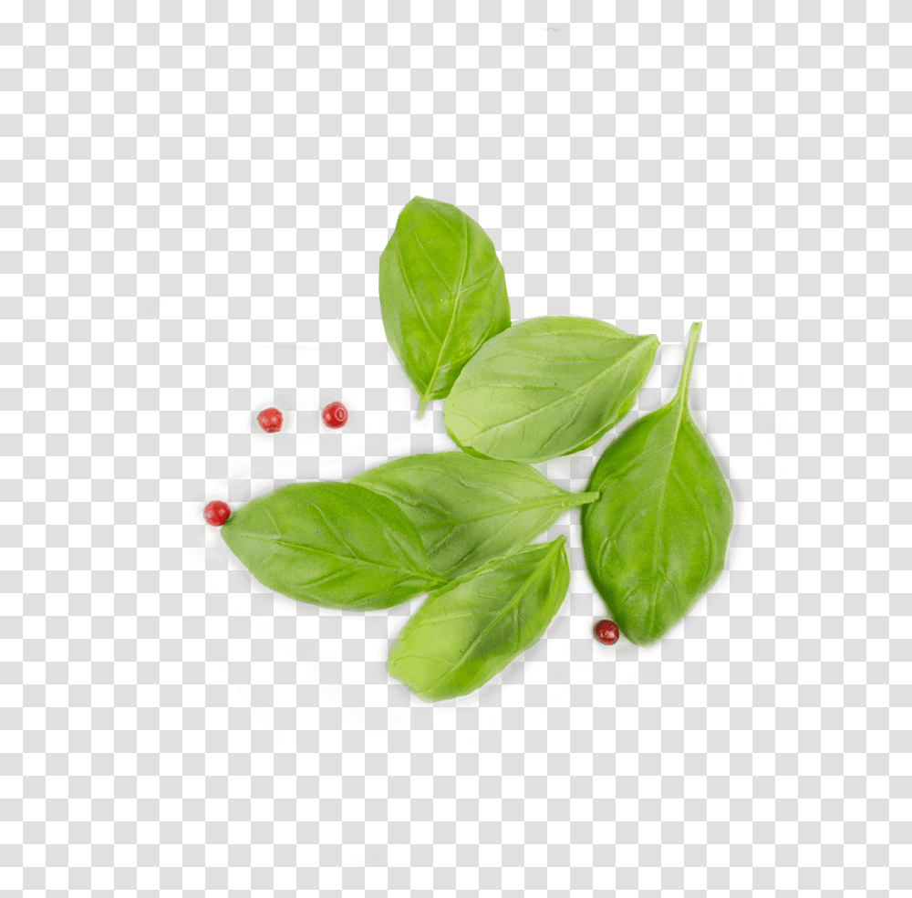 Basil From Top Leaf Top View, Plant, Green, Flower, Annonaceae Transparent Png