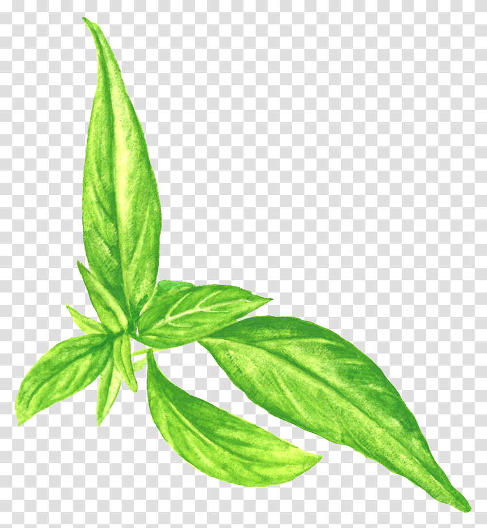 Basil Houseplant, Leaf, Bud, Sprout, Flower Transparent Png