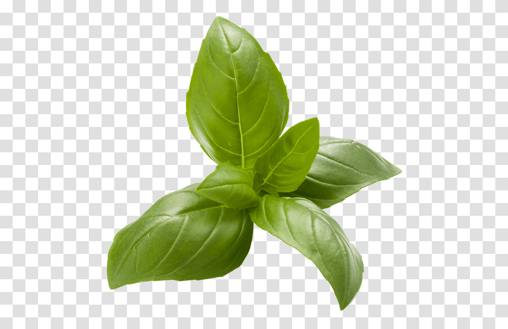 Basil Image Leaf Vegetable, Plant, Vase, Jar, Pottery Transparent Png