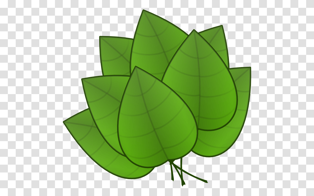 Basil, Leaf, Plant, Green, Lamp Transparent Png