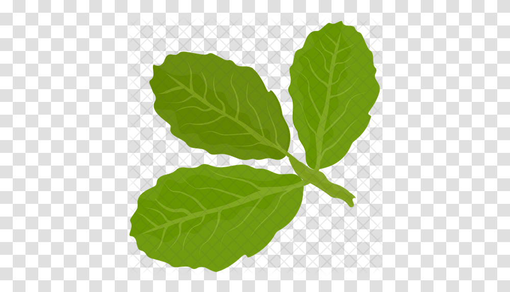 Basil Leaves Icon Basil Leaves Logo, Leaf, Plant, Spinach, Vegetable Transparent Png