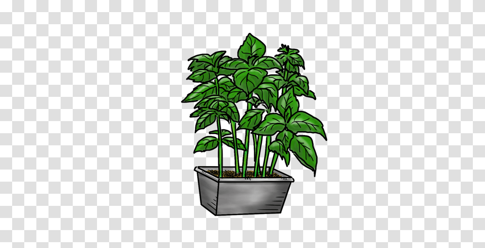 Basil Olive This, Plant, Bamboo, Hemp, Leaf Transparent Png