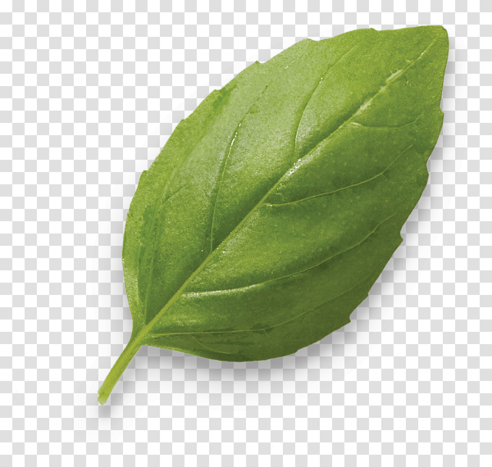 Basil Pesto Turkey Bonduelle Nannyberry, Leaf, Plant, Veins, Baseball Cap Transparent Png