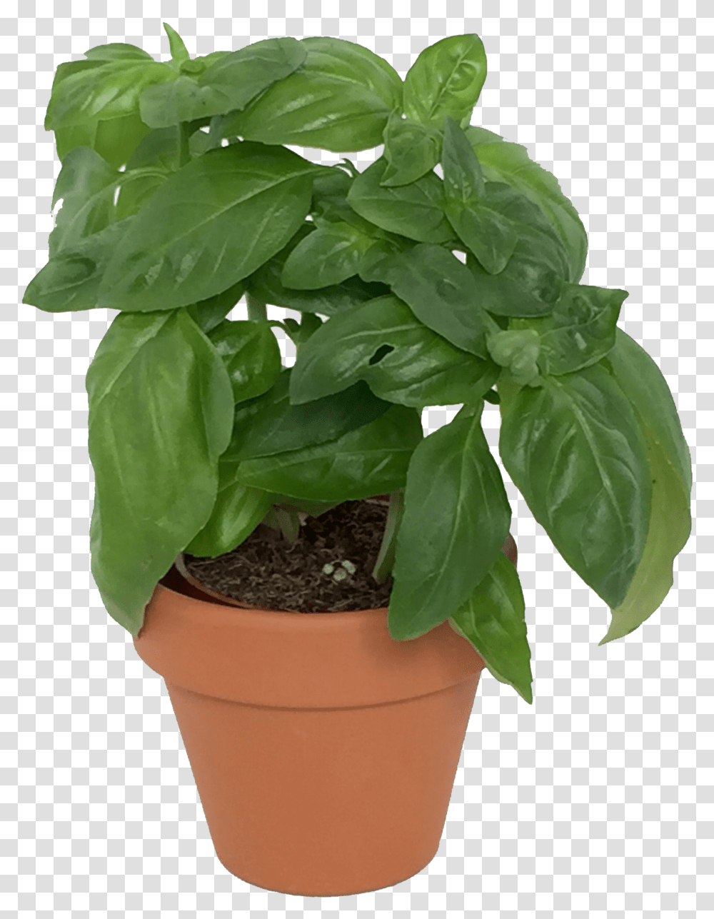 Basil Plant Basil Plant Pot, Leaf, Potted Plant, Vase, Jar Transparent Png