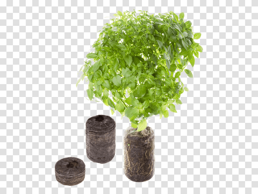 Basil Plant Tregren Seed Pods, Vase, Jar, Pottery, Parsley Transparent Png