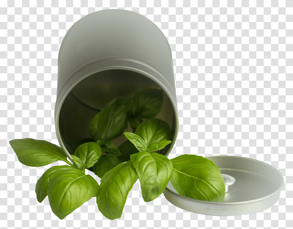 Basil, Potted Plant, Vase, Jar, Pottery Transparent Png