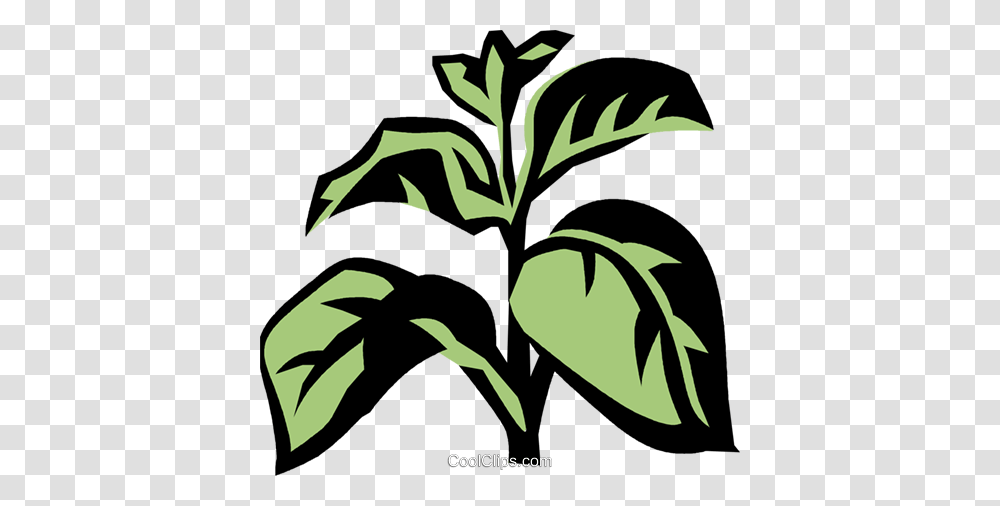 Basil Royalty Free Vector Clip Art Illustration, Plant, Leaf, Green, Tree Transparent Png