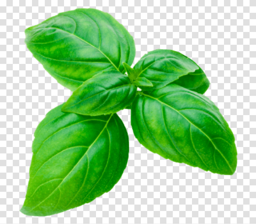 Basil Sprig Cutout Herbs Basilsprig Green Basilikum Basil, Potted Plant, Vase, Jar, Pottery Transparent Png