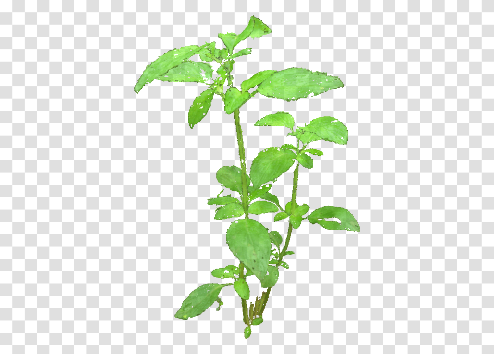 Basil Tree, Acanthaceae, Flower, Plant, Blossom Transparent Png