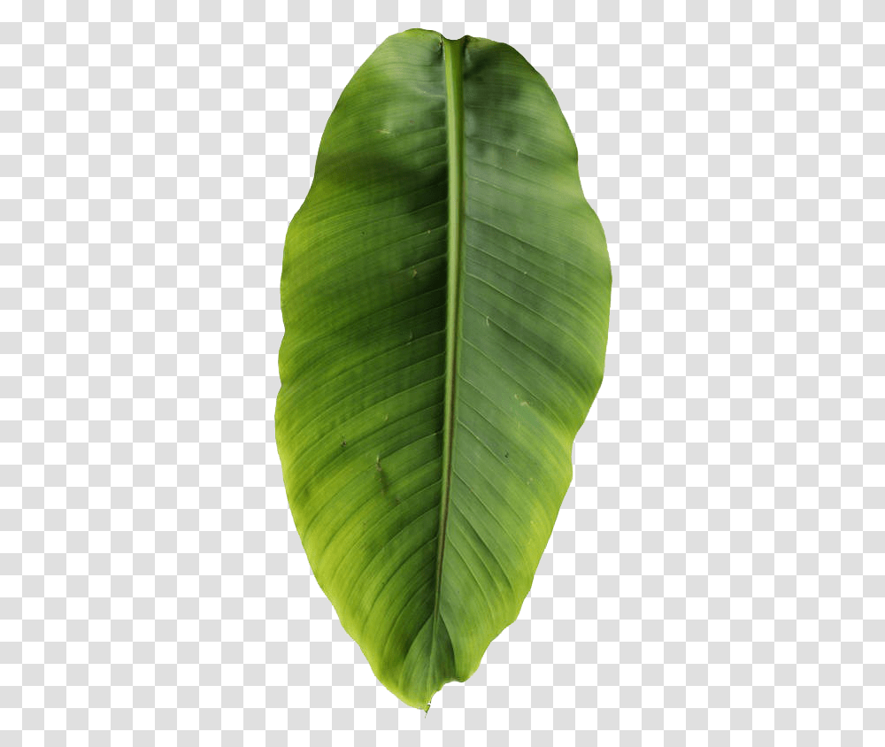 Basjoo Musa Leaf Banana Leaves Free Image Banana Tree Leaf, Plant, Green, Veins Transparent Png