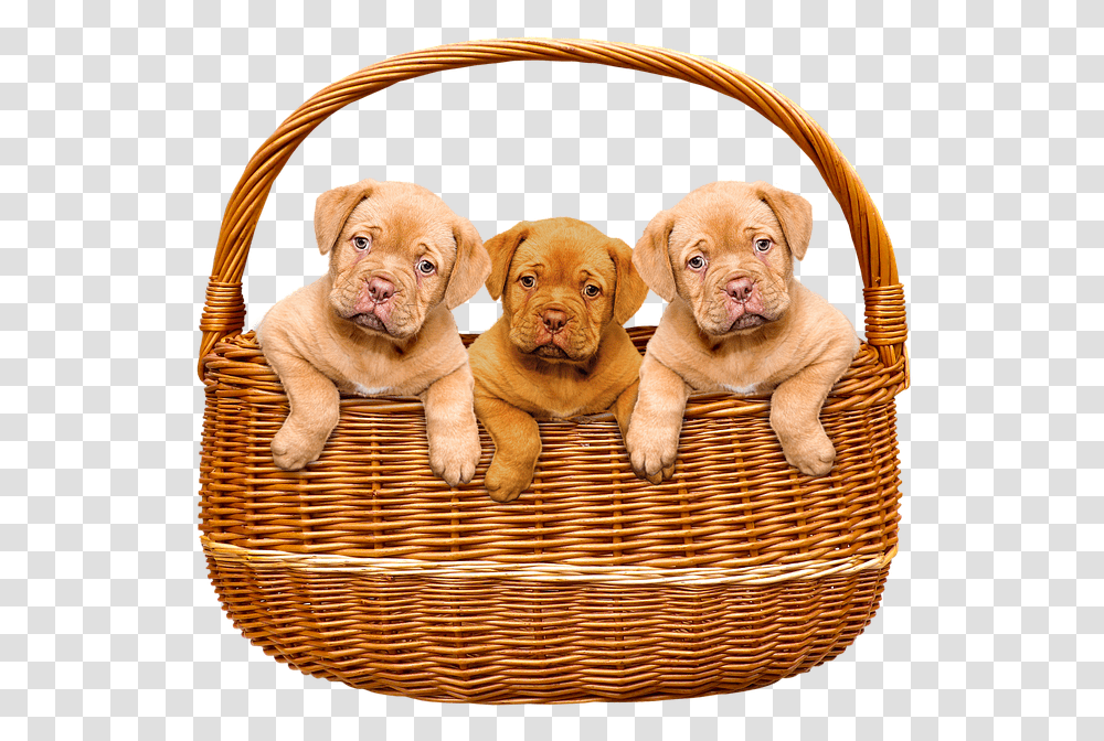 Basket Cute Puppies Animals Dogs Puppies In Basket, Pet, Canine, Mammal, Rug Transparent Png