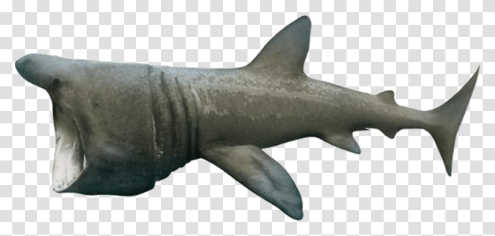 Basking Shark Download Basking Shark No Background, Sea Life, Fish, Animal, Great White Shark Transparent Png