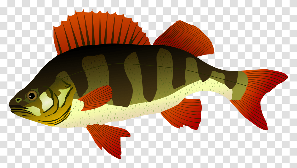 Bass Clipart Snapper Fish Perch Clipart, Animal, Aquatic, Water, Amphiprion Transparent Png