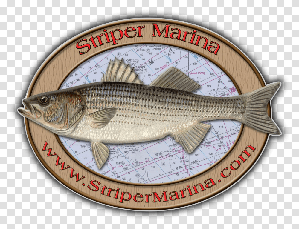 Bass, Fish, Animal, Mullet Fish, Sea Life Transparent Png