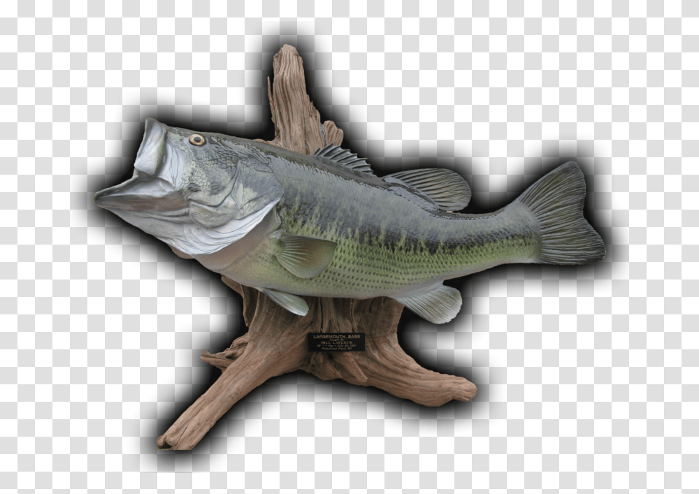 Bass, Fish, Animal, Perch, Cod Transparent Png