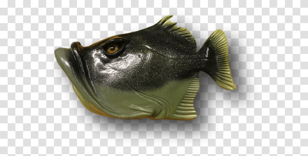 Bass, Fish, Animal, Sea Life, Perch Transparent Png