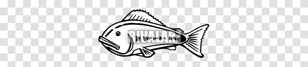 Bass Fish Clip Art, Animal, Sea Life, Reptile, Amphibian Transparent Png