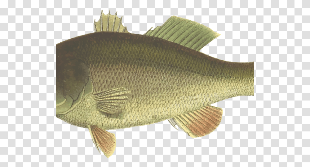 Bass Fish Cliparts Bass Fish Clip Art, Perch, Animal, Carp Transparent Png