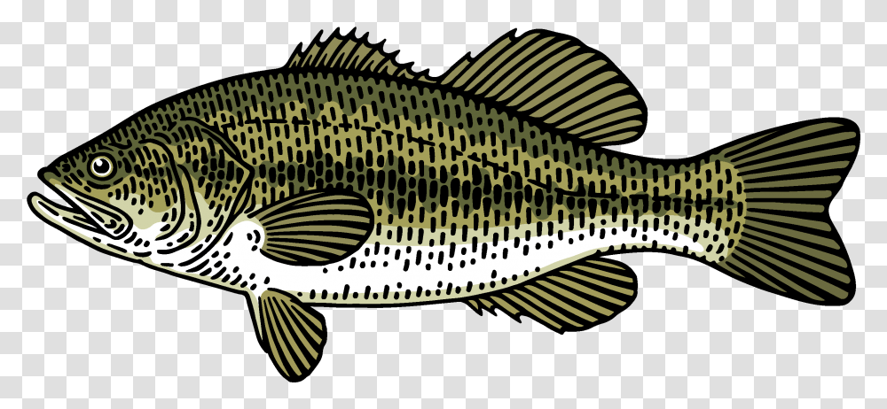 Bass Fish Draing, Animal, Cod, Perch, Word Transparent Png