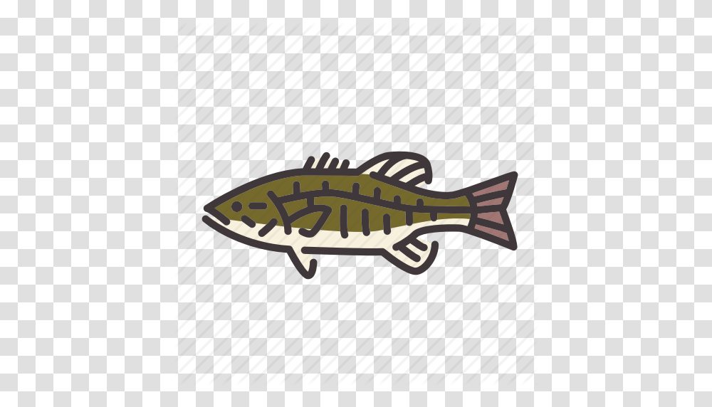 Bass Fish Fishing Freshwater Gamefish Smallmouth Bass Sunfish, Animal, Perch, Coho, Cod Transparent Png