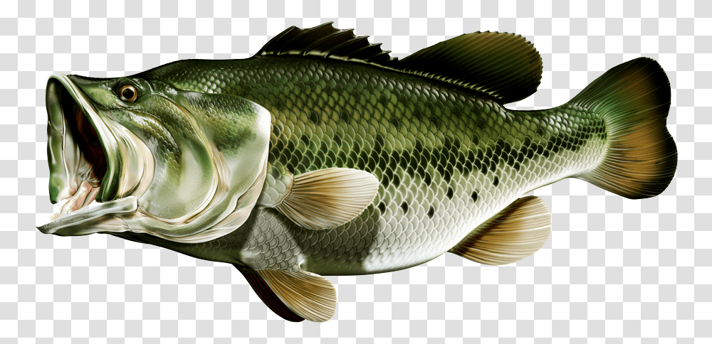 Bass Fish Largemouth, Animal, Perch, Carp Transparent Png