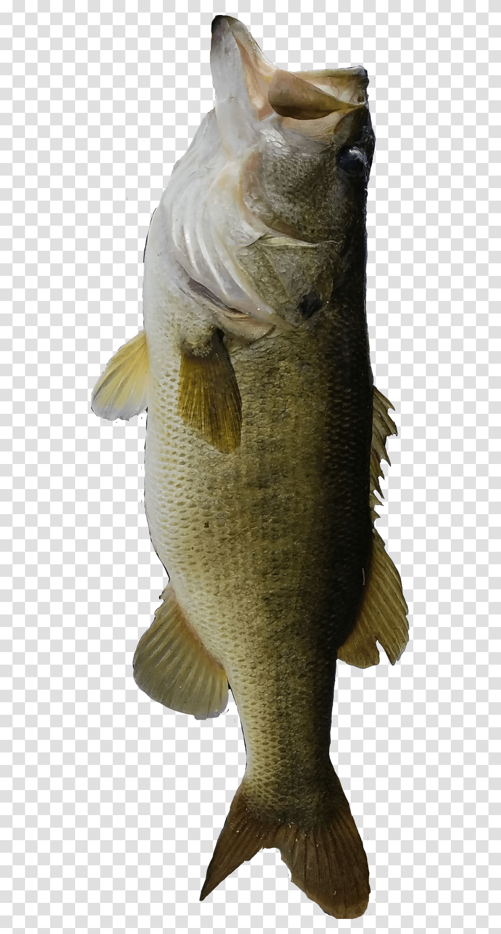 Bass Fishing Bassfishing Large Bass, Animal, Carp, Bird Transparent Png