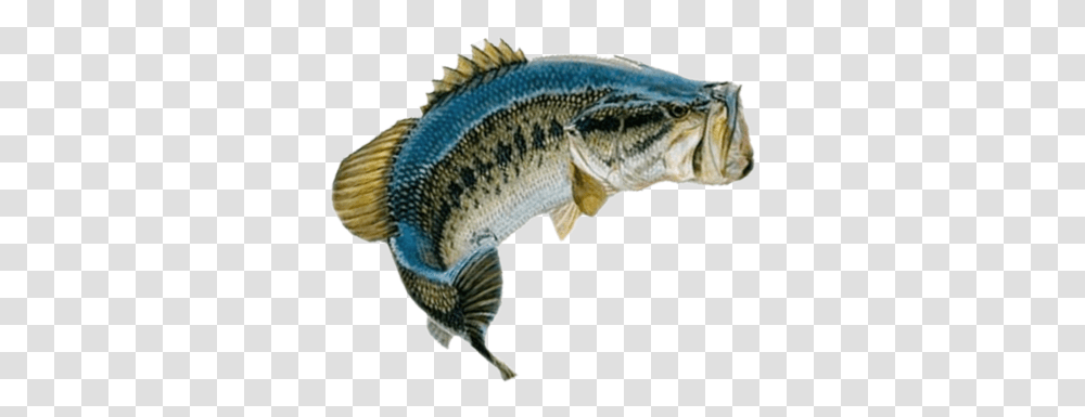Bass Fishing Guide Florida Bass, Animal, Perch, Cod, Trout Transparent Png
