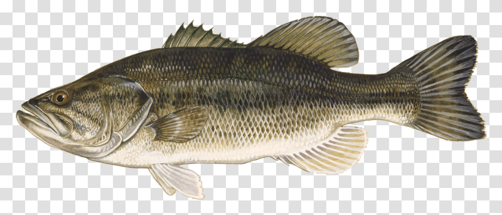 Bass Fishing Largemouth Bass, Animal, Perch, Carp Transparent Png