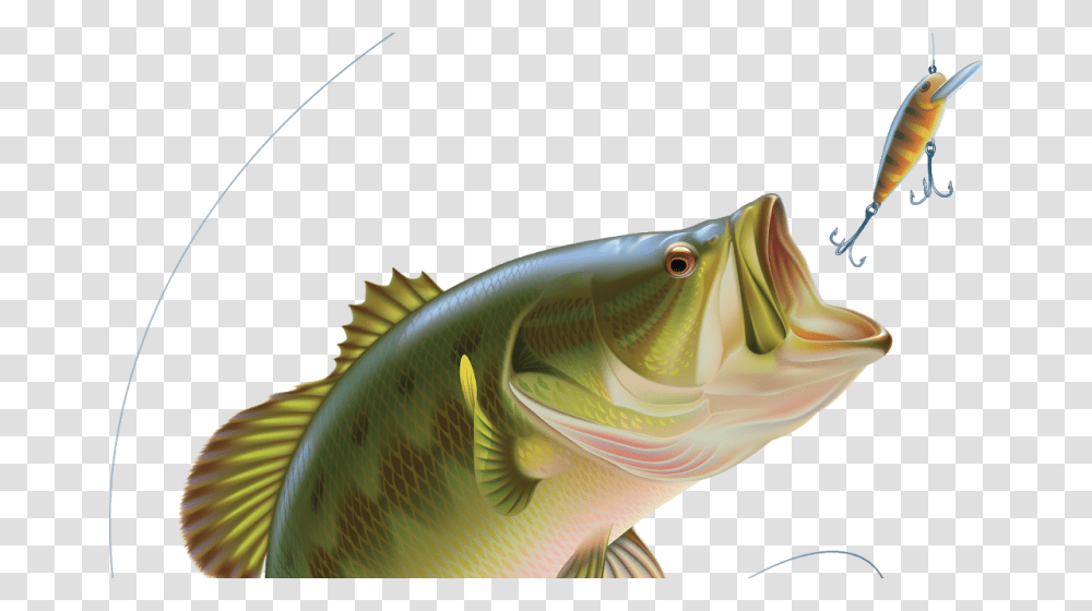 Bass Jumping Out Of Water, Fish, Animal, Perch, Carp Transparent Png