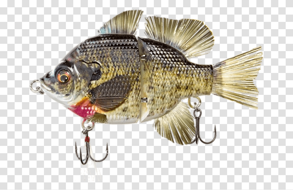 Bass, Perch, Fish, Animal, Bird Transparent Png