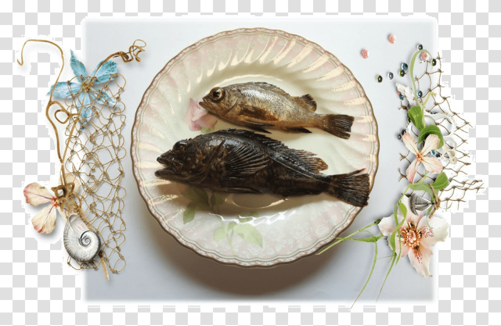 Bass, Perch, Fish, Animal, Bird Transparent Png