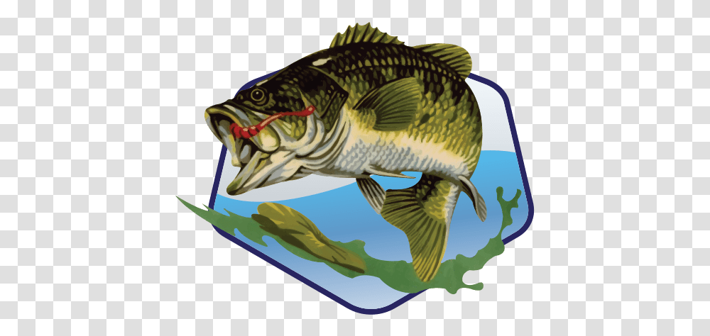 Bass Tank Merchandise Black Bass, Perch, Fish, Animal, Bird Transparent Png