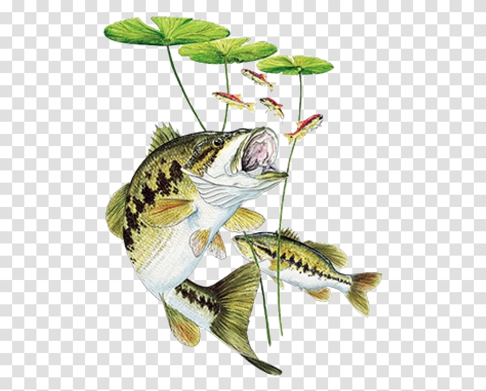 Bass Under Lily Pad Printed T ShirtClass Bass Fishing, Perch, Animal, Flower, Plant Transparent Png