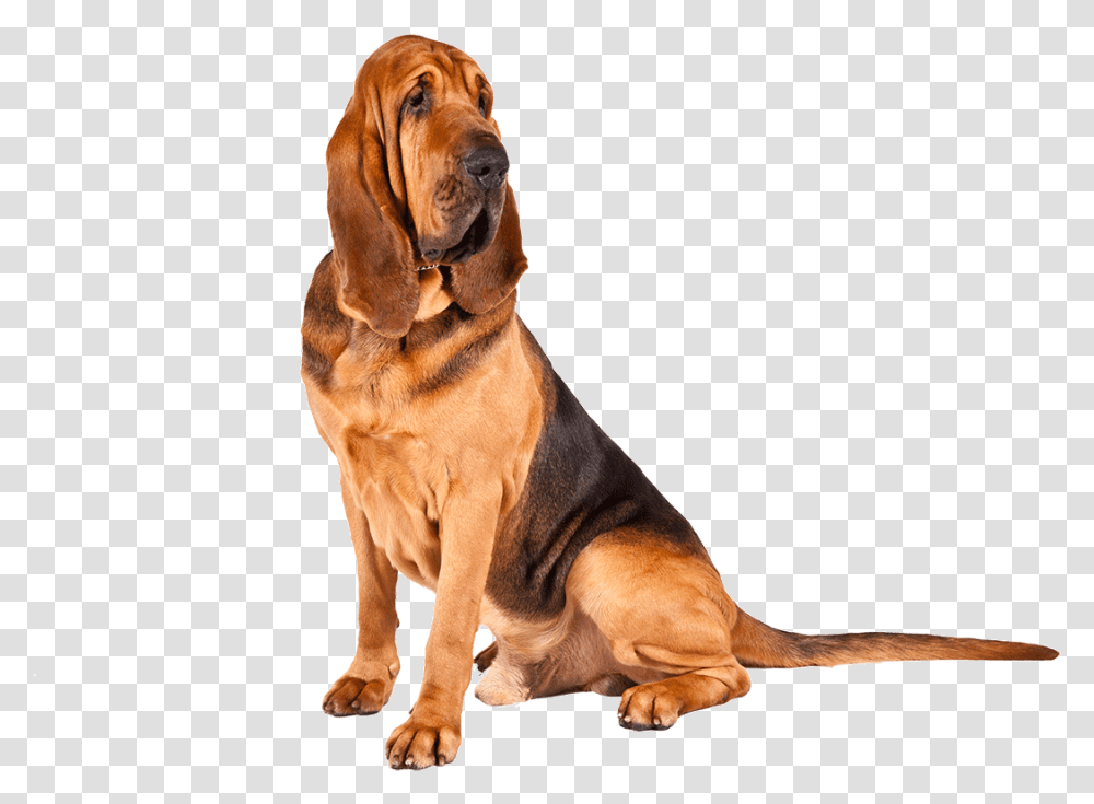 Basset Hound Bloodhound, Dog, Pet, Canine, Animal Transparent Png
