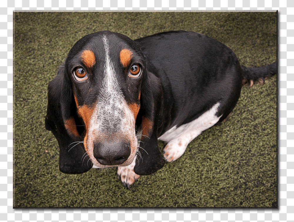 Basset Hound, Dog, Pet, Canine, Animal Transparent Png