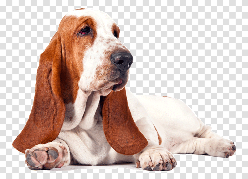 Basset Hound Free Download Basset Hound, Dog, Pet, Canine, Animal Transparent Png