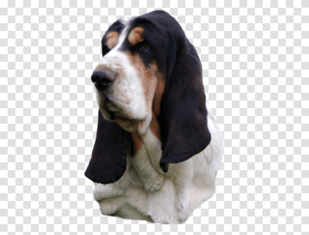 Basset Hound Head Study Black Nose Sailor Maintain Basset Hound Head, Dog, Pet, Canine, Animal Transparent Png