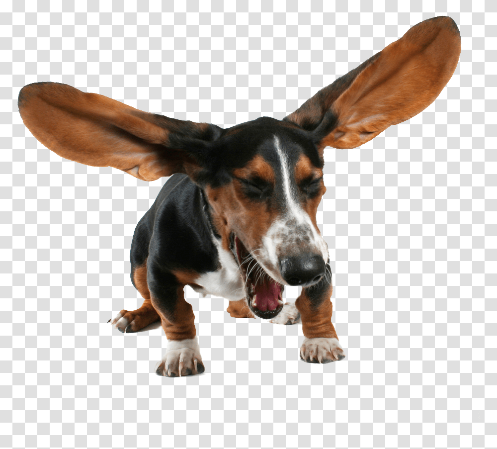 Basset Hound Images Sneezing Pets, Dog, Canine, Animal, Mammal Transparent Png