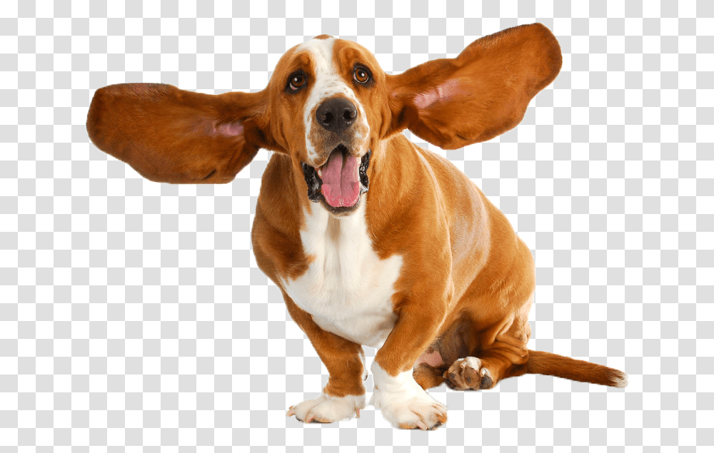 Basset Hound Puppy Dog Breed Stock Photography Basset Hound, Pet, Canine, Animal, Mammal Transparent Png