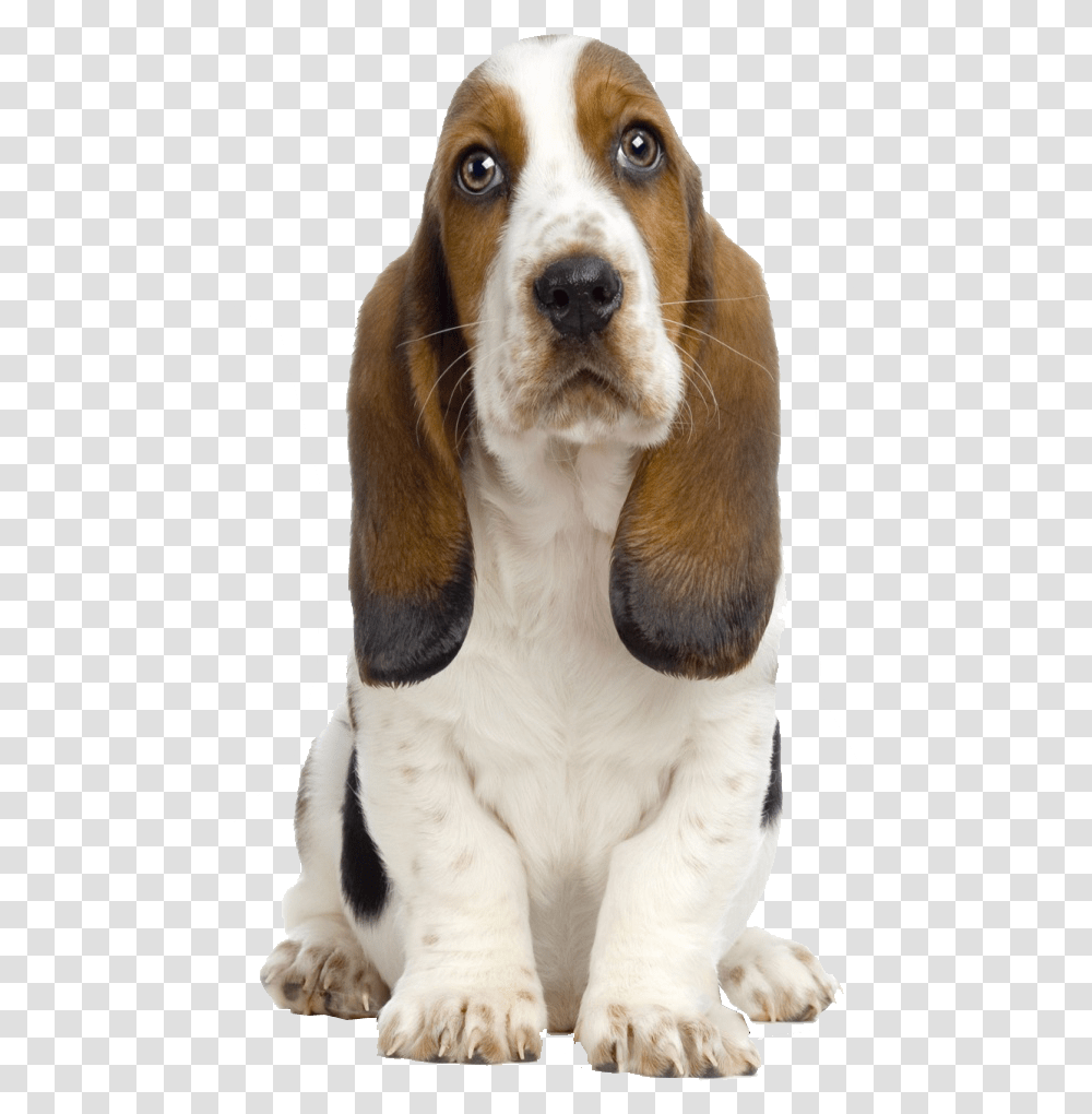 Basset Hound Puppy, Dog, Pet, Canine, Animal Transparent Png