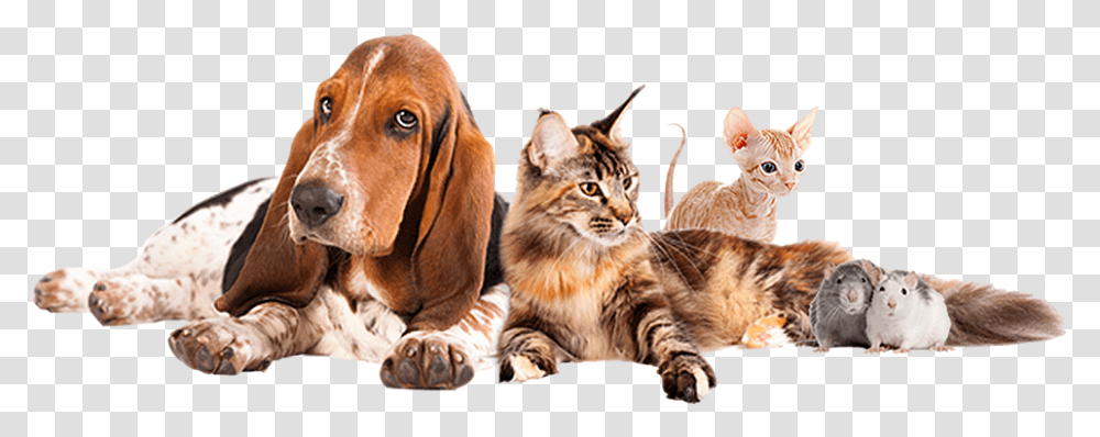 Basset Hound Siberian Cat, Dog, Pet, Canine, Animal Transparent Png