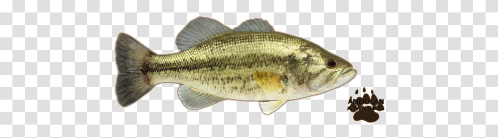 Basslargemouth Jimmyhoopz Largemouth Bass, Fish, Animal, Perch Transparent Png