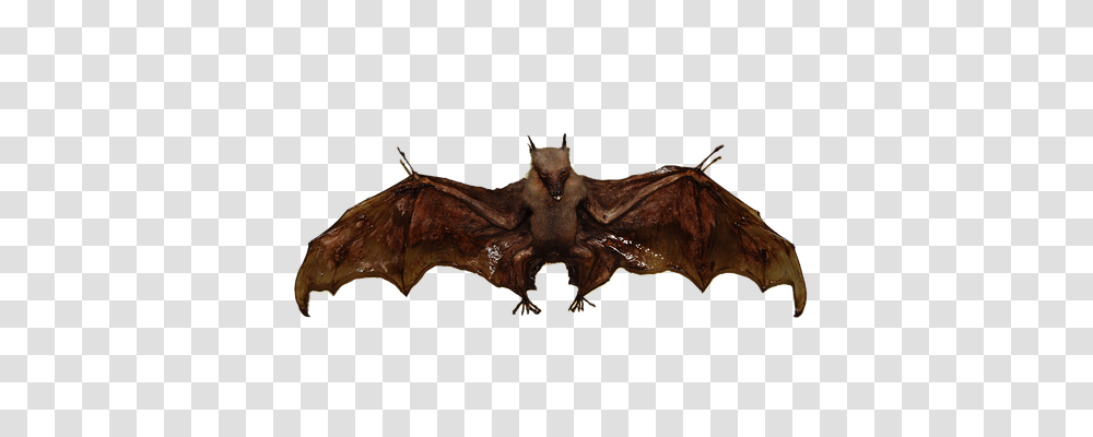 Bat Animals, Wildlife, Mammal, Horse Transparent Png