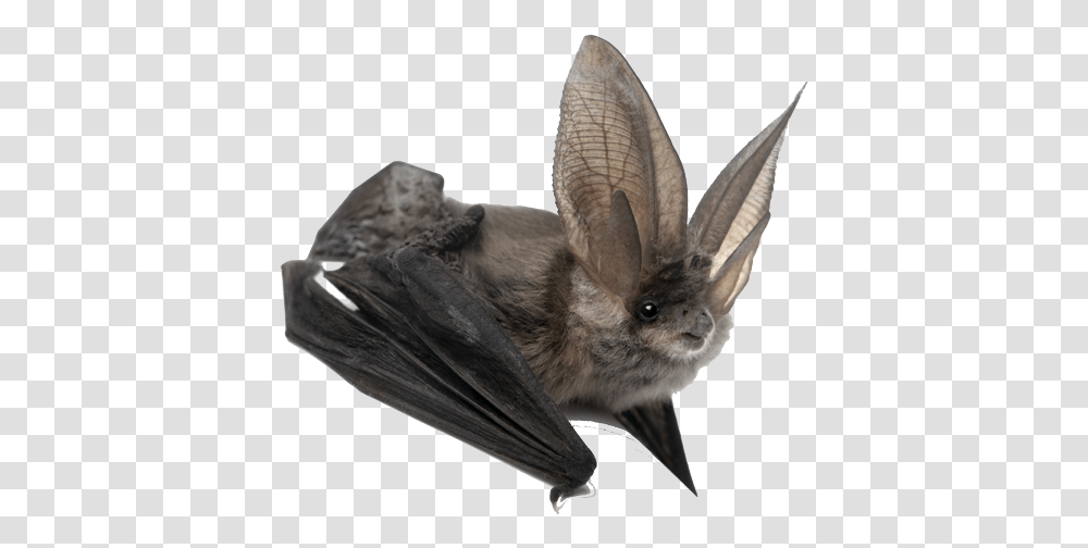 Bat Amazing Animals Bats, Wildlife, Mammal, Bird, Rat Transparent Png