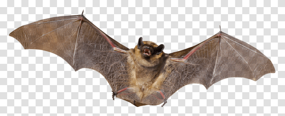 Bat Animal, Wildlife, Mammal, Tent Transparent Png