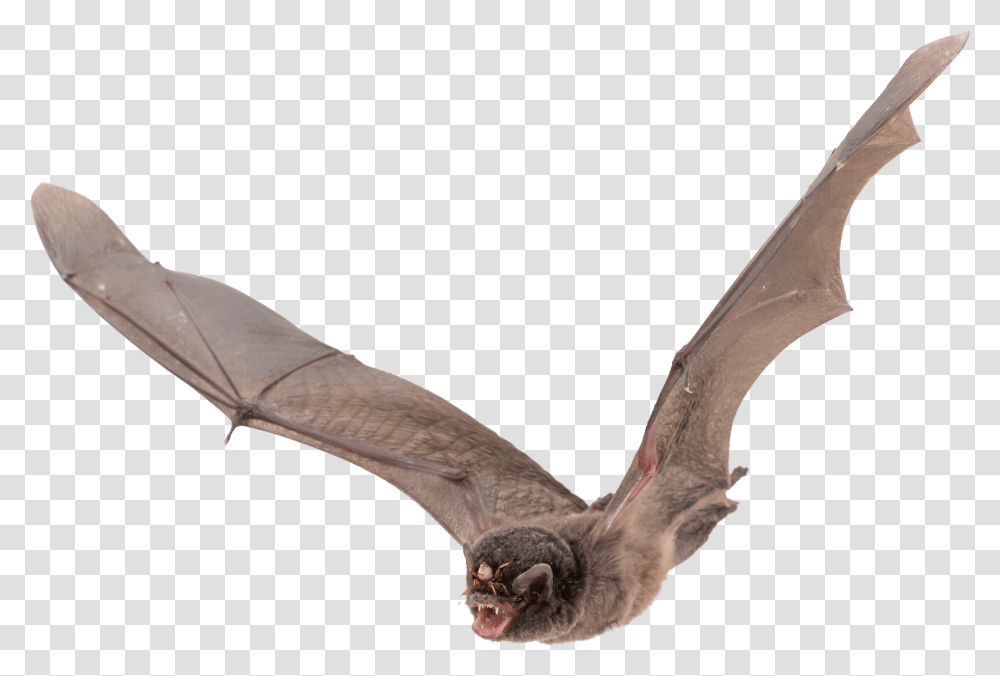 Bat, Animals, Flying, Bird, Wildlife Transparent Png